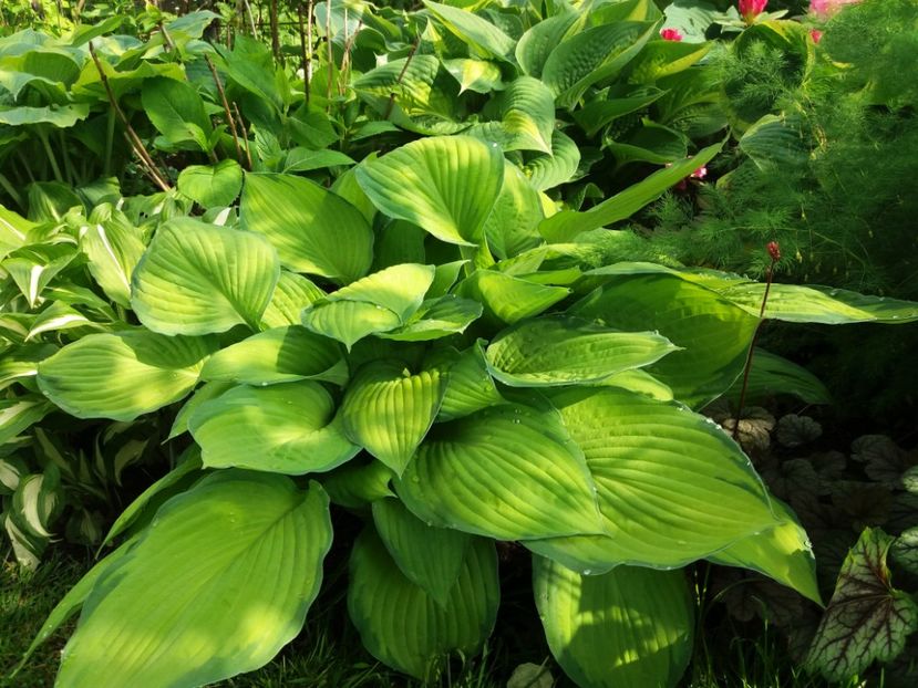 Gold Standard - Hosta 2019