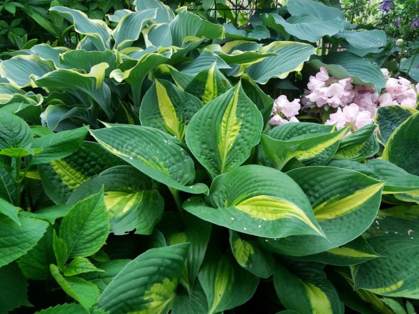 Ann Kulpa - Hosta 2019