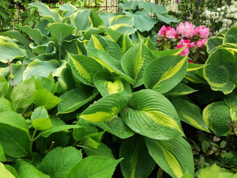 Ann Kulpa - Hosta 2019