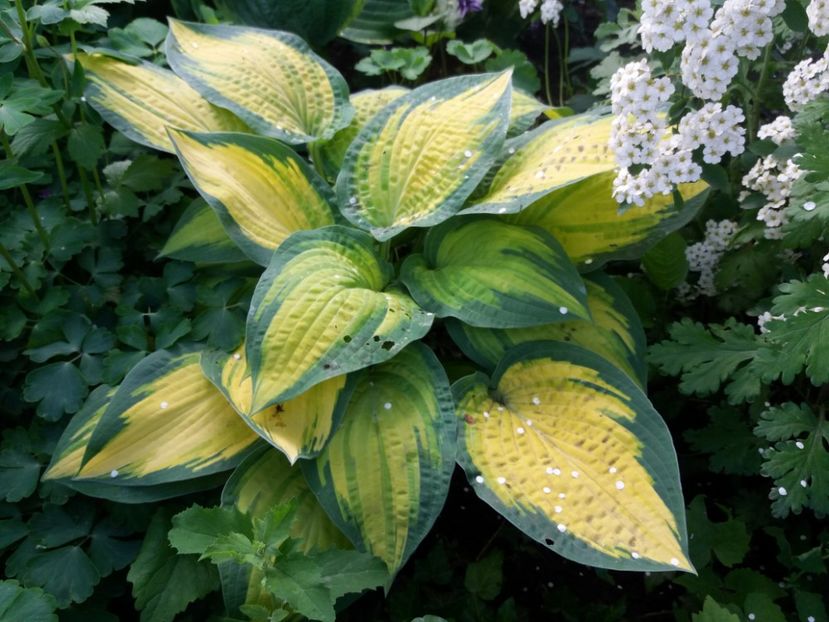 Orange Marmelade - Hosta 2019