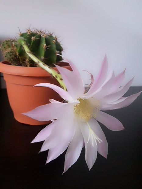  - CACTUSI2019