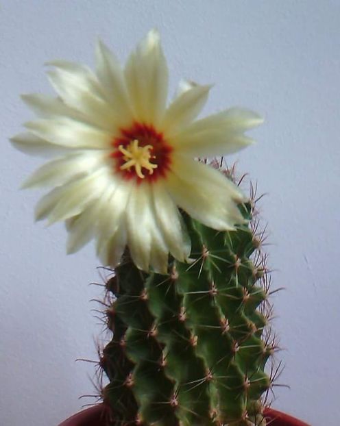  - CACTUSI2019