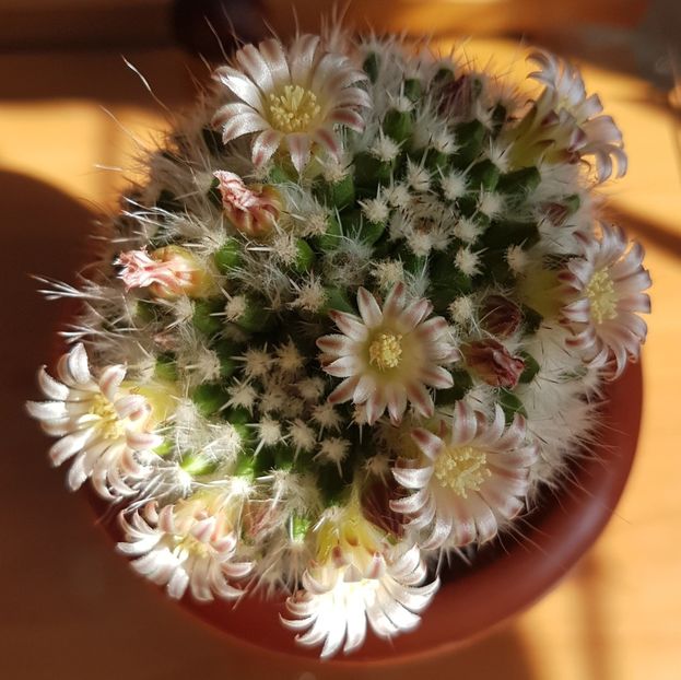  - CACTUSI2019
