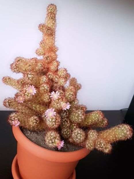  - CACTUSI2019