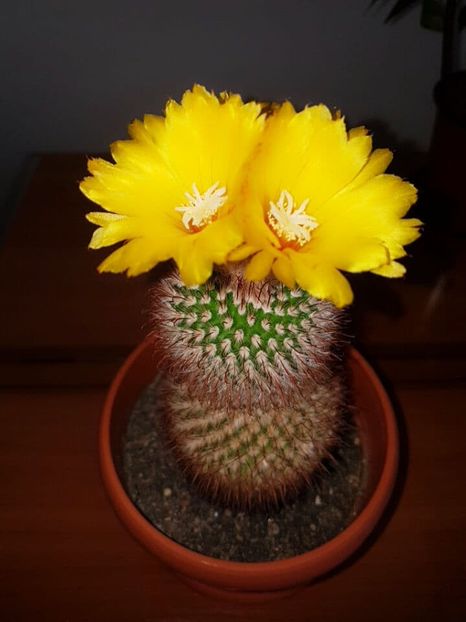  - CACTUSI2019