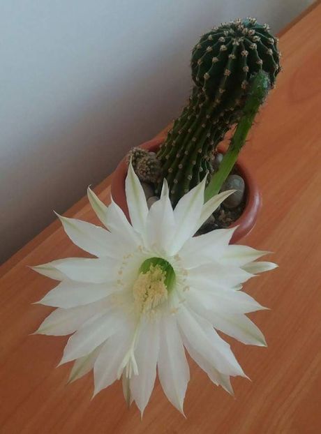  - CACTUSI2019