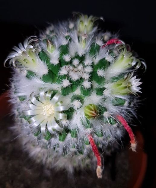  - CACTUSI2019