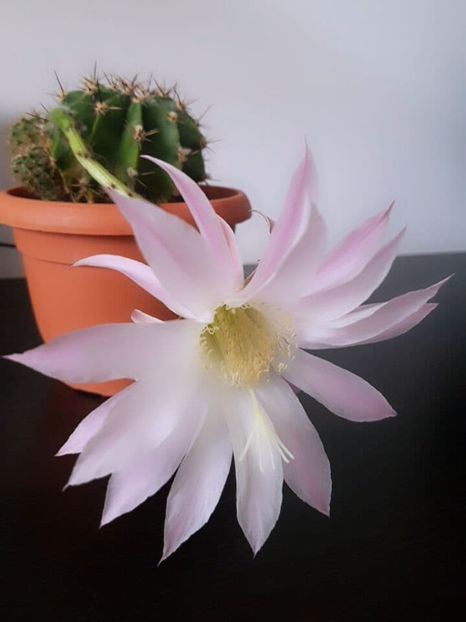  - CACTUSI2019