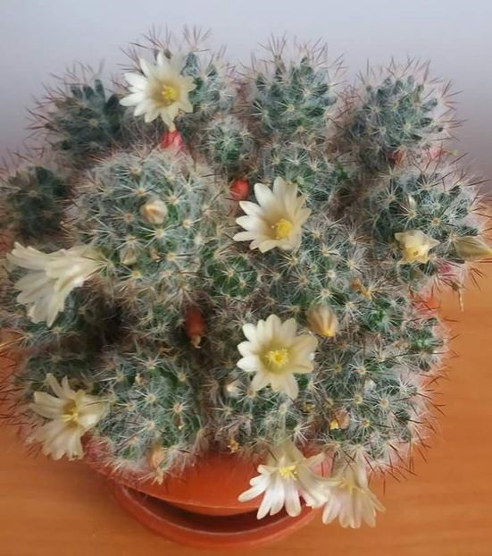  - CACTUSI2019
