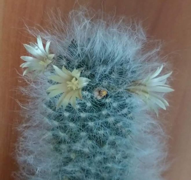  - CACTUSI2019