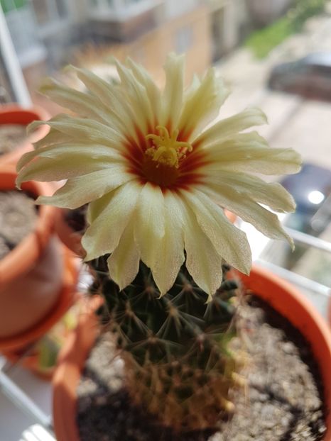  - CACTUSI2019