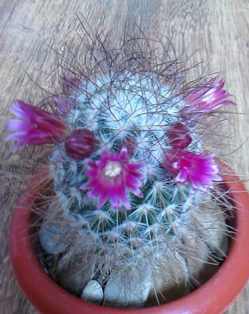  - CACTUSI2019