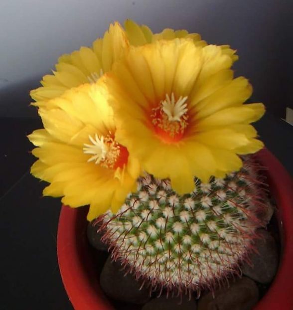  - CACTUSI2019