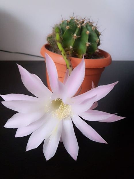  - CACTUSI2019