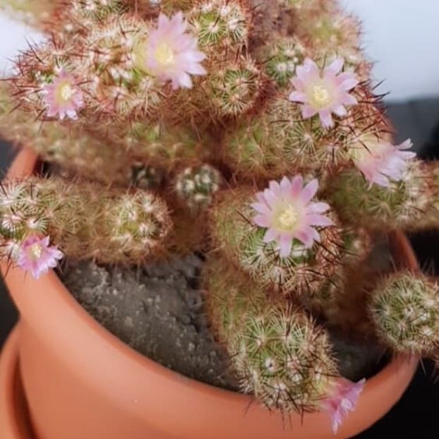  - CACTUSI2019