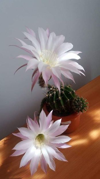  - CACTUSI2019