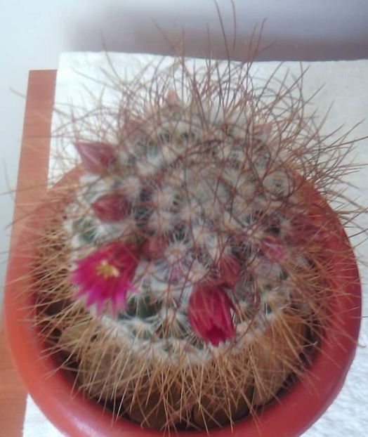  - CACTUSI2019