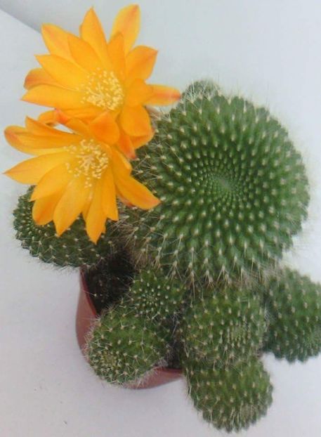 - CACTUSI2019