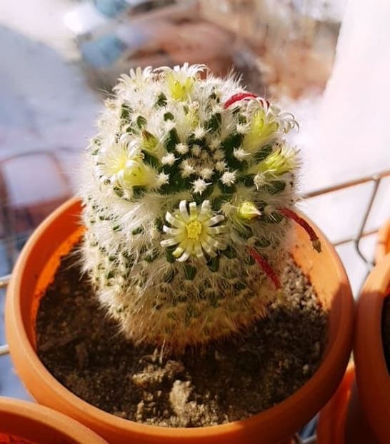 - CACTUSI2019