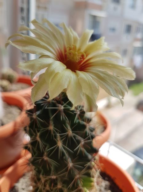  - CACTUSI2019