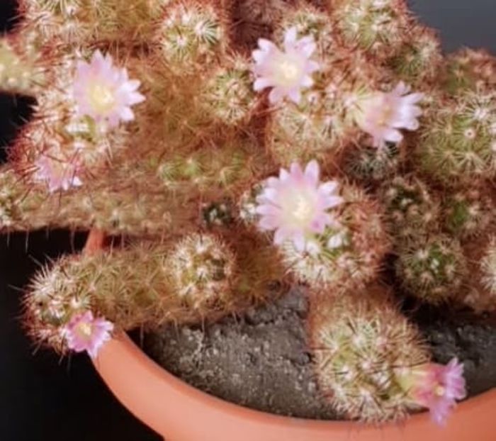 - CACTUSI2019