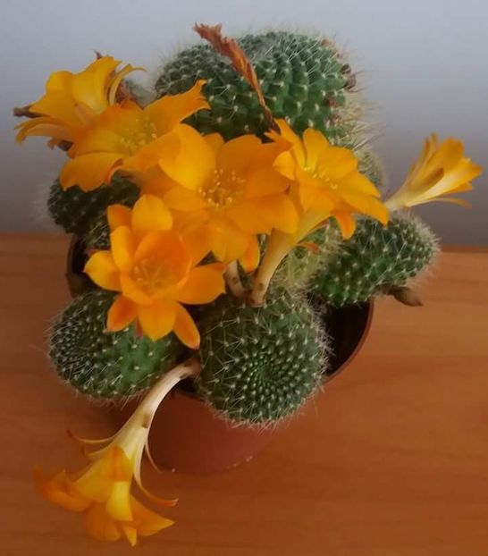  - CACTUSI2019