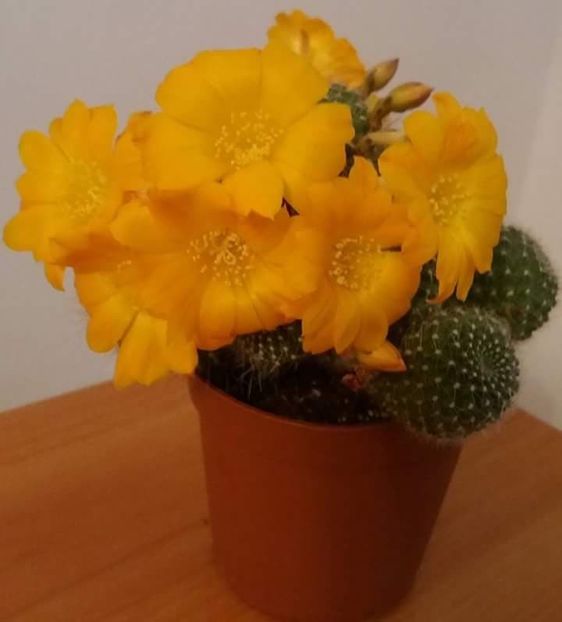  - CACTUSI2019