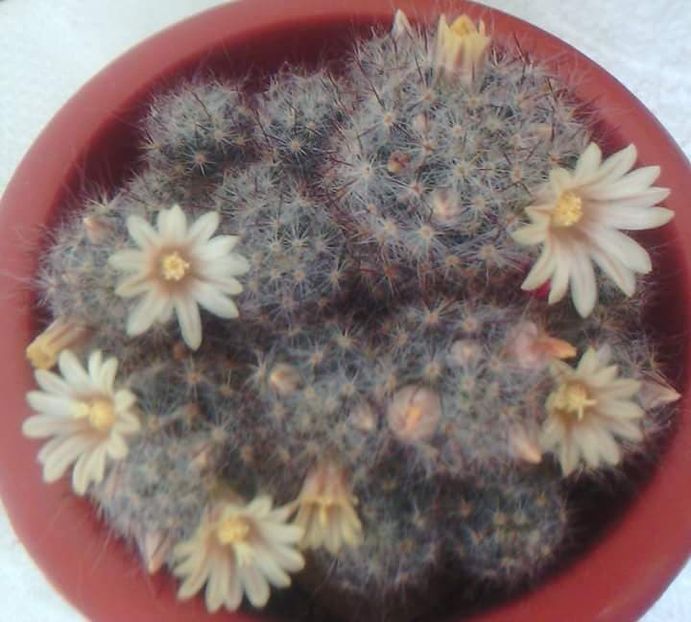  - CACTUSI2019