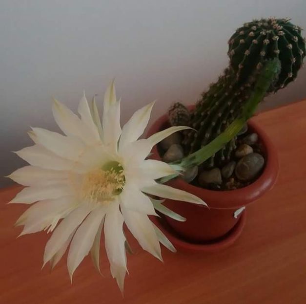  - CACTUSI2019