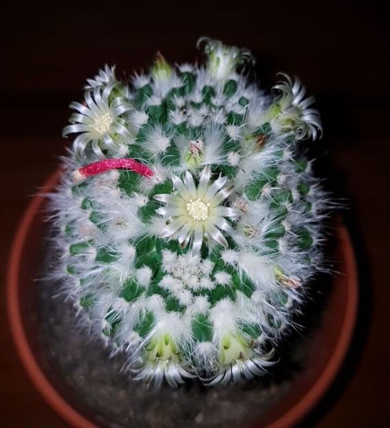  - CACTUSI2019
