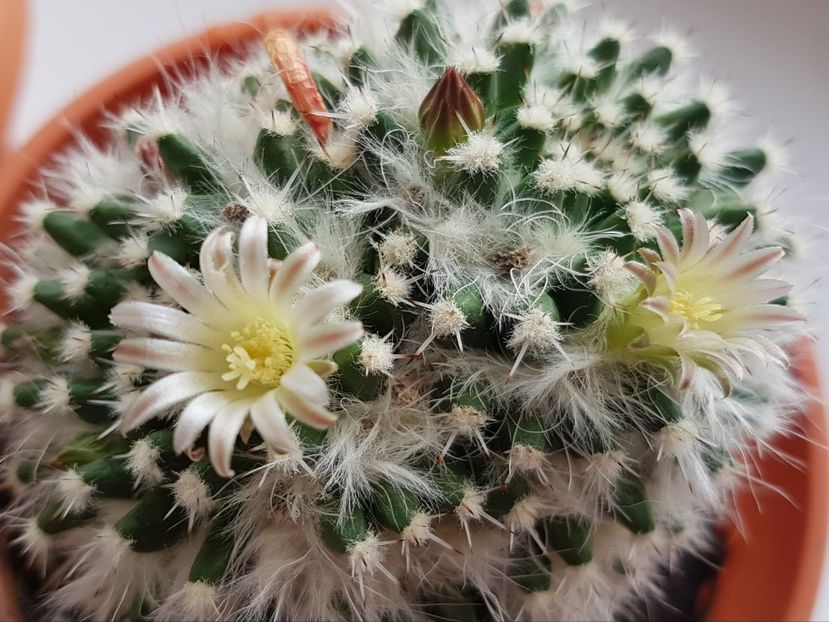  - CACTUSI2019