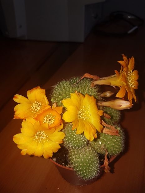  - CACTUSI2019