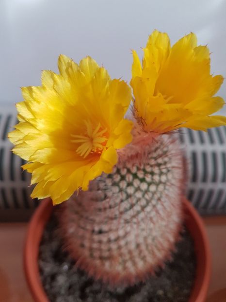  - CACTUSI2019