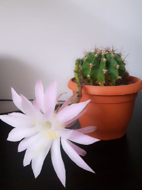  - CACTUSI2019