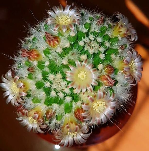  - CACTUSI2019