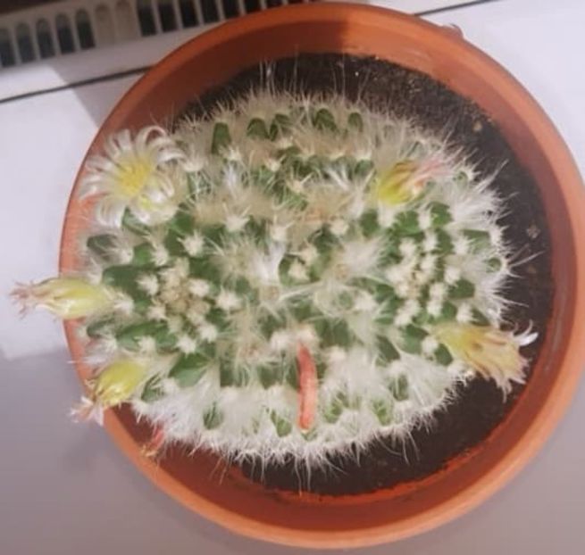  - CACTUSI2019