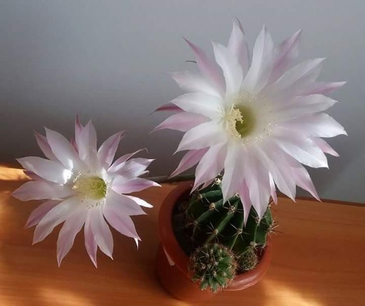  - CACTUSI2019