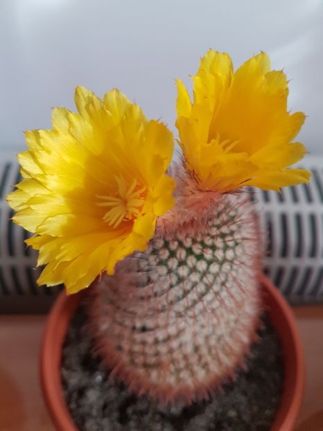  - CACTUSI2019