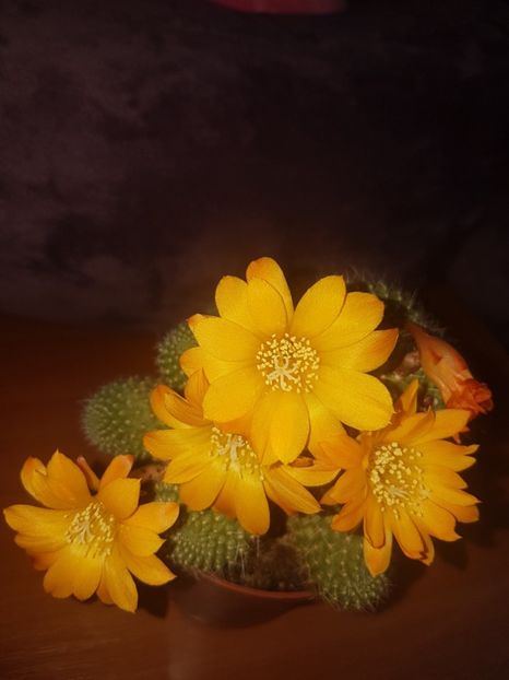  - CACTUSI2019