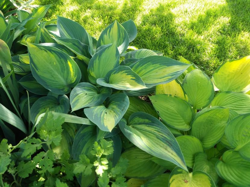 June - Hosta 2019