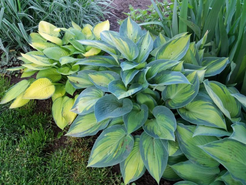 June - Hosta 2019