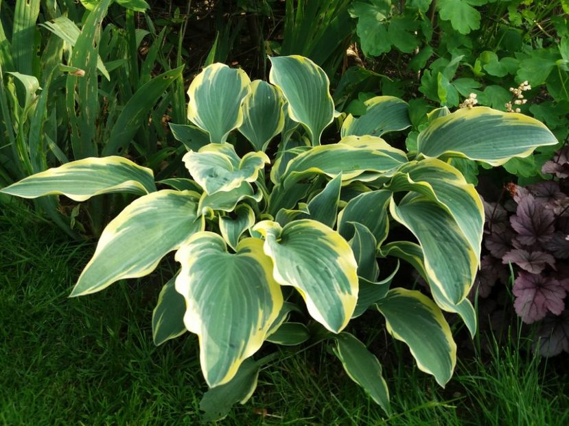 First frost - Hosta 2019