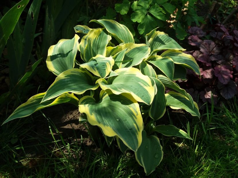 First frost - Hosta 2019
