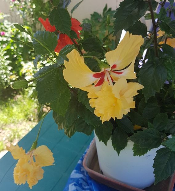  - 1-2 HIBISCUS
