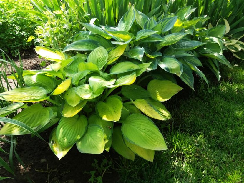 Janet si June - Hosta 2019