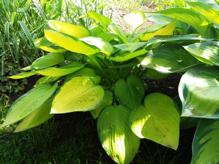 Janet - Hosta 2019