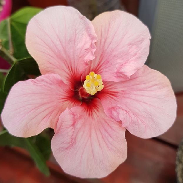  - 1-2 HIBISCUS
