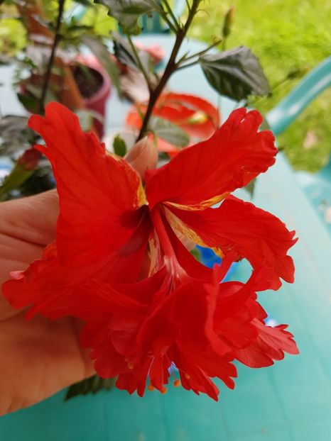  - 1-2 HIBISCUS