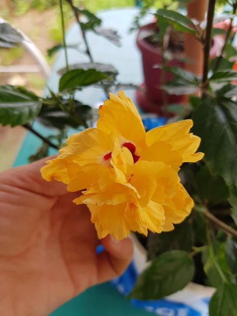  - 1-2 HIBISCUS
