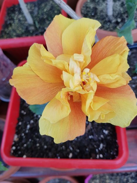 20190522_094020(0) - 1-2 HIBISCUS